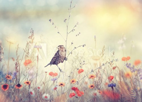 Obraz Pole z dzikimi kwiatami i ptakiem