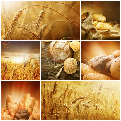 Obraz Pszenica Collage.Harvest koncepcje