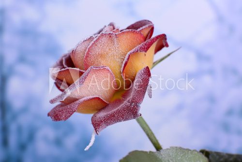 Obraz Rose pokryte szron z bliska