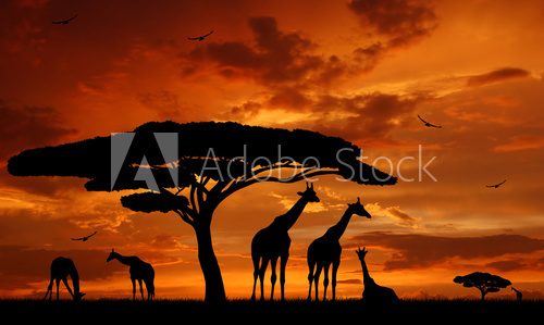 Obraz Stado żyraf w blasku zachodzącego słońca