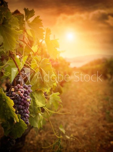Obraz Winnica w jesiennych zbiorów