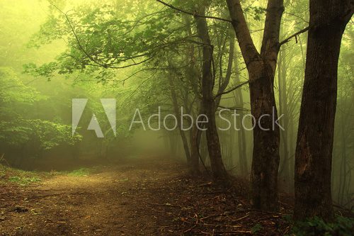 Obraz Zielony las spowity poranną mgłą