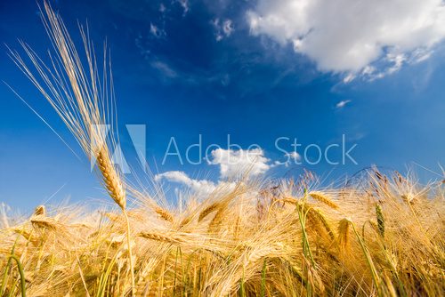 Obraz Złote kłosy zbóż - letni dzień
