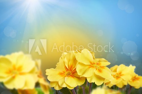 Obraz Żółte kwiaty na tle przyrody