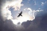 Fototapeta Angel Bird in Heaven