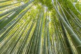 Fototapeta Bambusowy las w Arashiyama