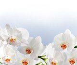 Fototapeta Biała orchidea