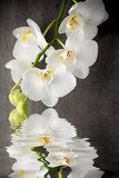 Fototapeta Biała orchidea. Cień na wodzie.