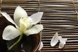 Fototapeta Biała orchidea na bambusowej macie