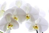 Fototapeta Biała orchidea na białym tle