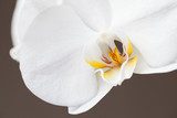 Fototapeta Biała orchidea na brown tle.