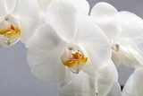 Fototapeta Biała orchidea odizolowywająca na czerni