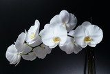 Fototapeta Biała orchidea Phalaenopsis