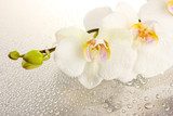 Fototapeta biała piękna orchidea z kroplami
