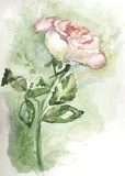 Fototapeta biała róża 2