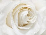 Fototapeta Biała róża do salonu