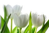 Fototapeta białe kwiaty tulipanów na białym tle