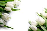 Fototapeta białe tulipany w dwóch rogach, na białym tle