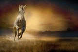 Fototapeta Biały koń w zachodzie słońca