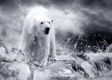 Fototapeta Biały łowca niedźwiedzia polarnego na lodzie w kropli wody.