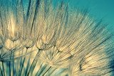 Fototapeta Błękitny abstrakcjonistyczny dandelion kwiatu tło