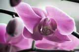 Fototapeta bliska Piękna purpurowa orchidea
