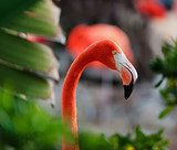 Fototapeta Bliska strzał z profilu flamingo.
