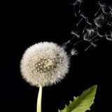 Fototapeta Blowball i latające nasiona mniszka lekarskiego