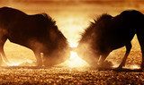 Fototapeta Blue wildebeest podwójny w pyle