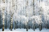 Fototapeta Brzozowy las z zadaszonymi gałęziami śniegu
