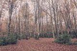 Fototapeta Buczyny w lesie. Deszczowy jesienny dzień