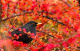 Fototapeta Common Blackbird (Turdus merula)