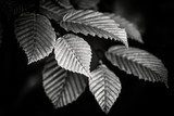 Fototapeta Czarno-białe liście