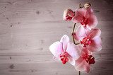 Fototapeta czerwona orchidea