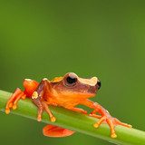 Fototapeta czerwona żaba wspinaczka