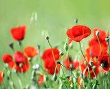Fototapeta czerwone kwiaty maku w polu