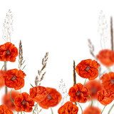 Fototapeta czerwone kwiaty maku w trawy zbóż na białym