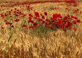 Fototapeta Czerwone kwiaty maku wewnątrz pola pszenicy