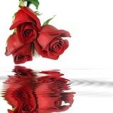 Fototapeta Czerwone róże Odbicie w wodzie. Szablon na gratulacje.