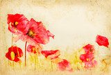Fototapeta Czerwoni makowi kwiaty na rocznika papierze.