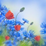 Fototapeta Czerwony maczki pole i błękitni cornflowers, kwiecisty tło