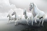 Fototapeta Cztery białe konie
