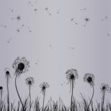 Fototapeta Dandelion wiatr w trawie