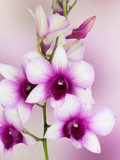 Fototapeta Dendrobium phalaenopsis hybrydowa orchidea
