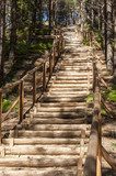 Fototapeta Drewniane schody w lesie