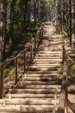 Fototapeta Drewniane schody w lesie
