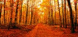 Fototapeta Droga do lasu jesienią