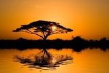 Fototapeta Drzewo akacji w promieniach słońca