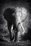 Fototapeta Elephant Bull (przetwarzanie artystyczne)