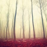 Fototapeta Fantasy czerwony kolor lasu